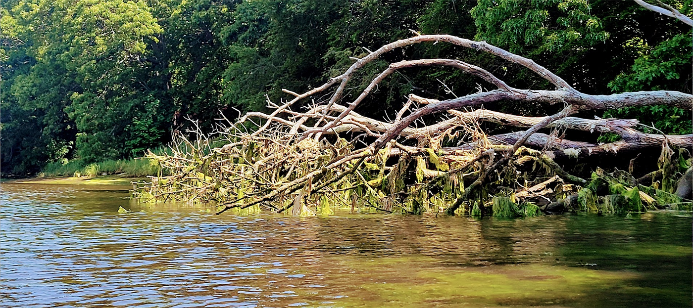 tree in a river